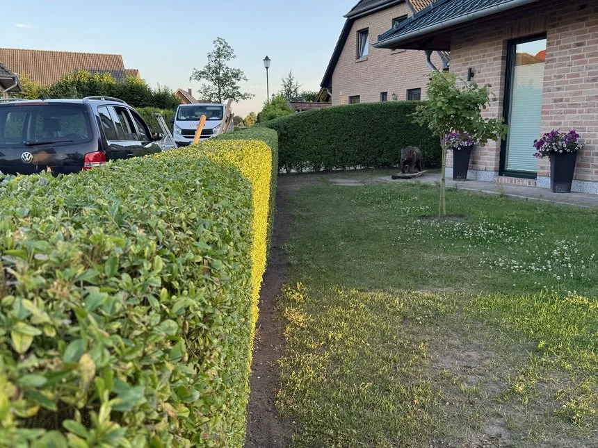 Präzise geschnittene Hecken beidseits des Weges