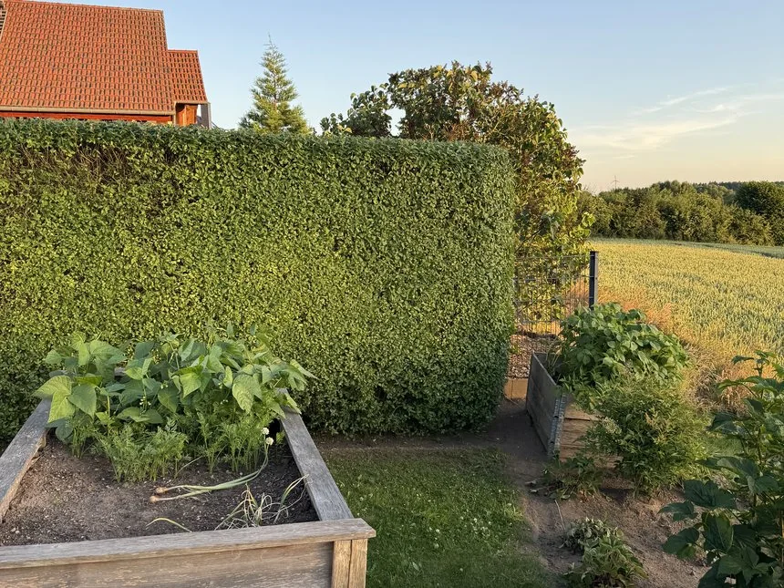 Fachgerecht geschnittene dichte Hecke im Garten