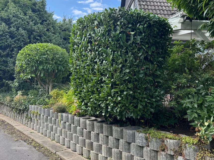 Frisch in Form geschnittene Hecke entlang der Einfahrt