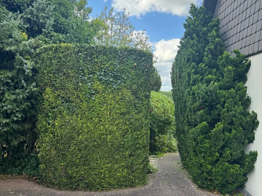Kirschlorbeer-Hecke über einer bepflanzten Pflanzringmauer